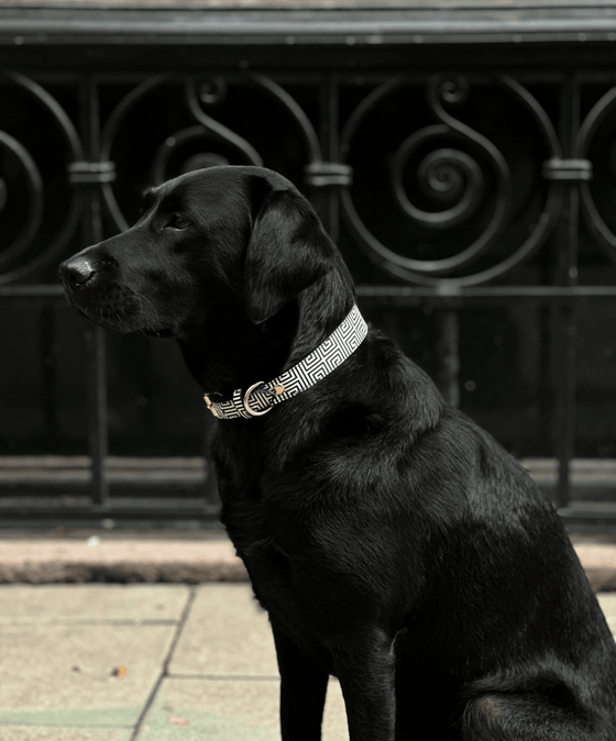 VE Collar Grace