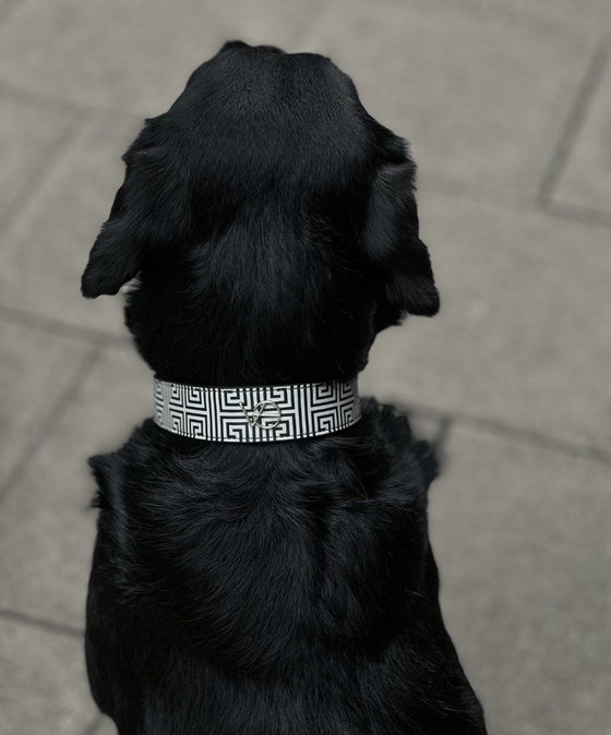 VE Collar Grace